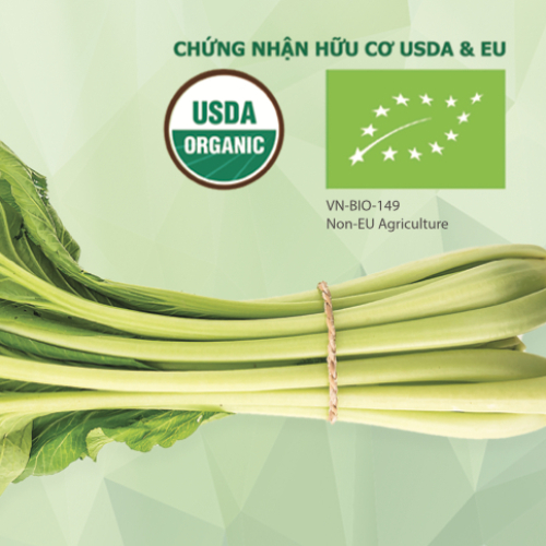 Cải Nhật V1 hữu cơ
