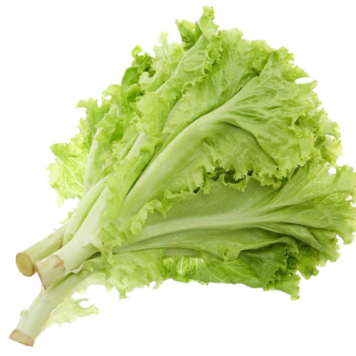 Xà lách Lolo xanh hữu cơ